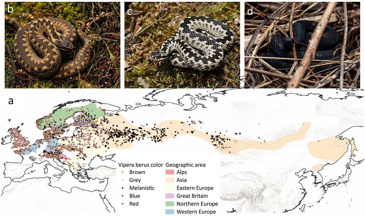 keresztes vipera